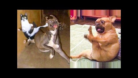 Try not to laugh 😆🤣Best funny animals clips of the day 2022