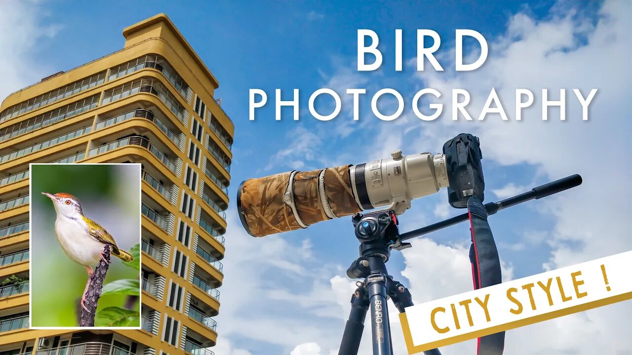 Bird Photography FROM MY ROOFTOP | Thanks To The COVID 19 Lockdown