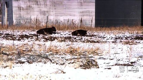 Minority-owned farm that started up during the pandemic is hoping to defy the odds