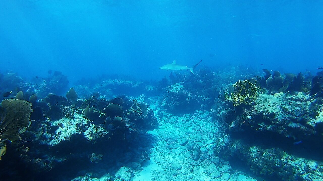 Caribbean Reef Sharks on Molasses Reef