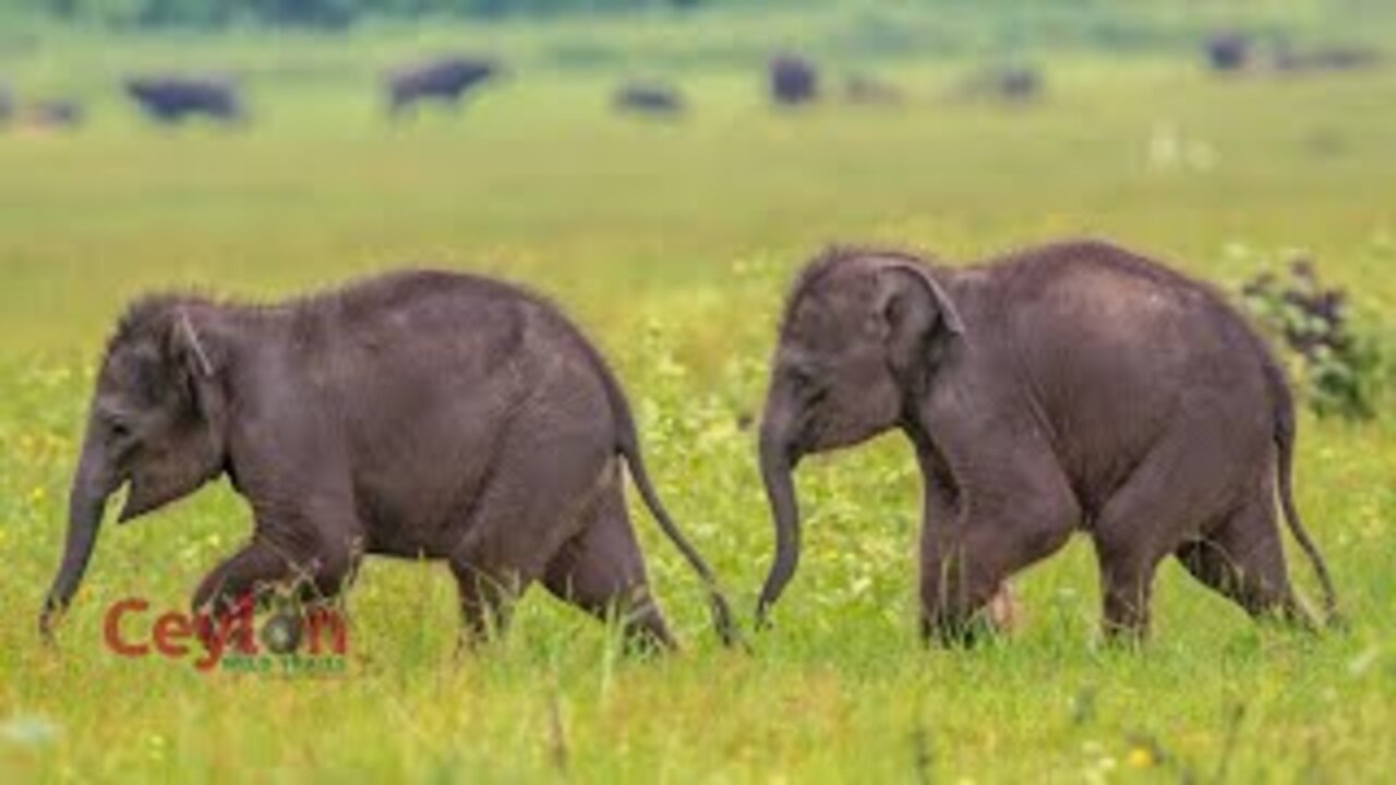 elephant Twin Cubs memories at minneriya sri lanka