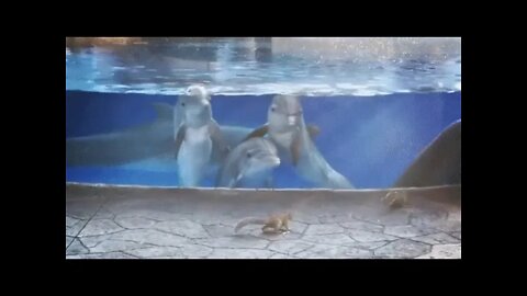 Dolphins & Squirrels