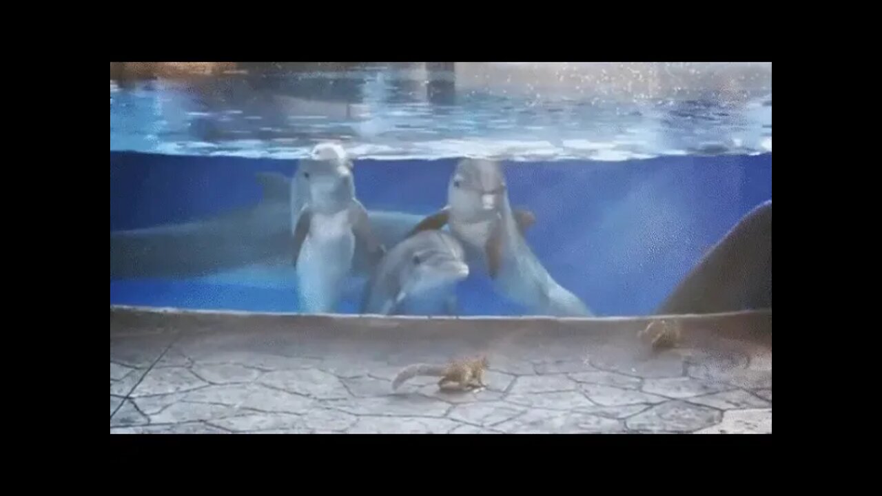 Dolphins & Squirrels