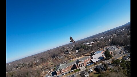 🤯🤯🤯🤯 My Raptor Friend Showing Off (No Music)🦅🦅🦅🦅