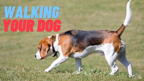 Teach ANY dog to walk nice on the leash _ 5 MINUTE DOG TRAINING RESULTS!