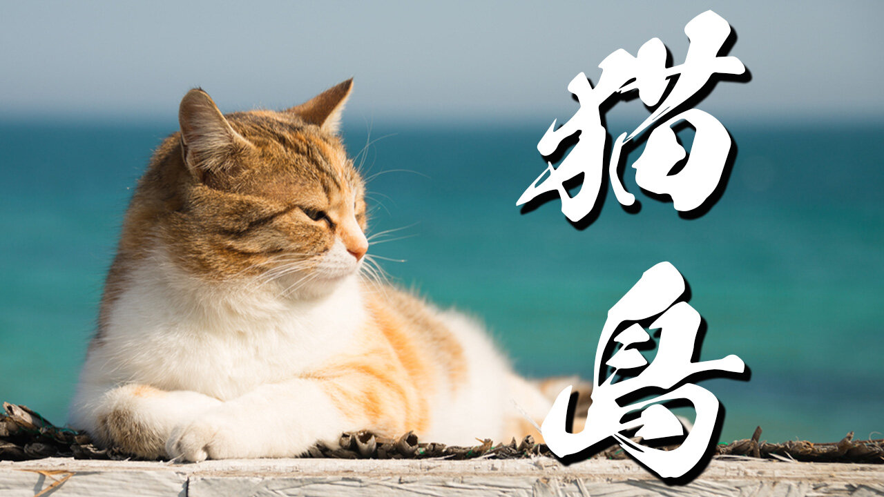 Cat Heaven Island・猫の島