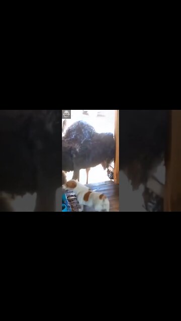 #shorts, #animal, #animals, #animalfacts, #animalshorts, #nature, #wildlife, #wildlifeanimals