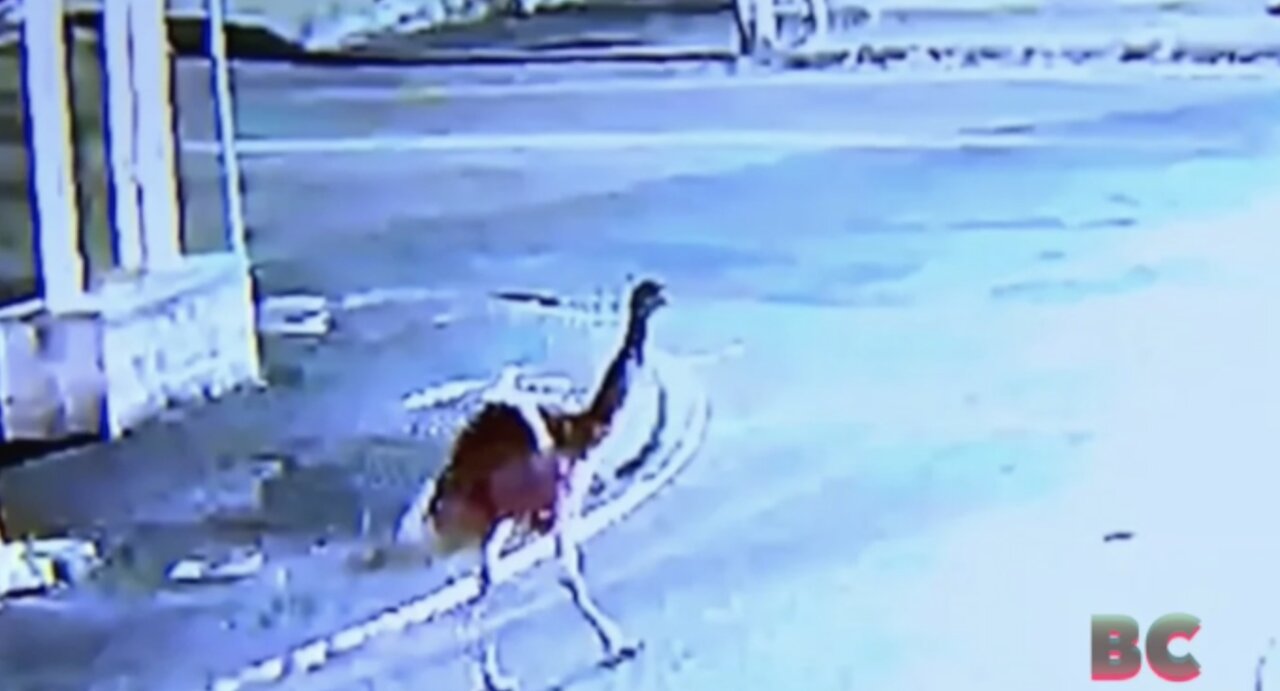 Large pet emu runs loose through the streets south of Boston, Massachusetts