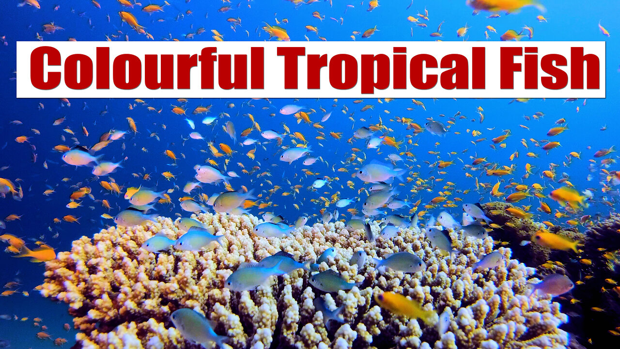 4K Colorful Tropical Fish | Relaxing Sound and Video |