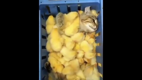 funny cat videos | cute cat videos| cute animals funny cats #shorts #shortsfunny #cutecat #funnycat