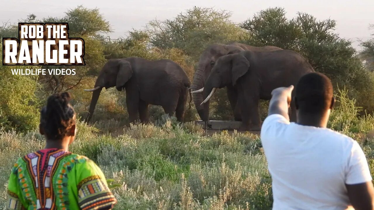 Giraffe And Elephants At The Camp Waterhole | Zebra Plains Safari | Amboseli