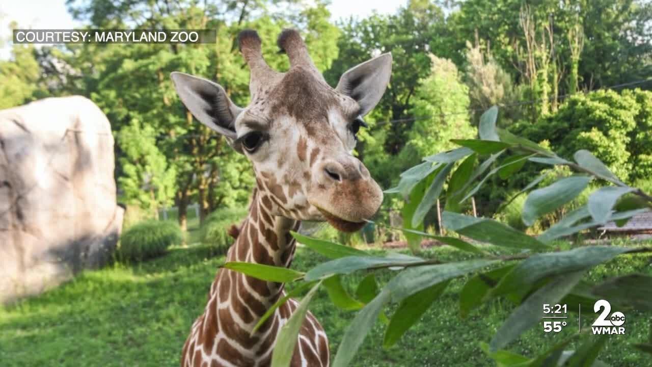 Maryland Zoo mourns the loss of 6-year-old Willow the Giraffe