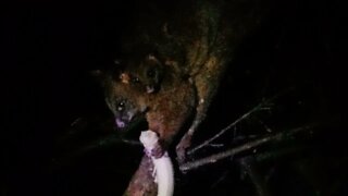 Bandit The Australian Possum has a new baby 20th November 2021