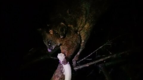 Bandit The Australian Possum has a new baby 20th November 2021