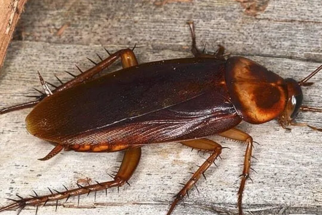 Roach Infestation appliance pickup