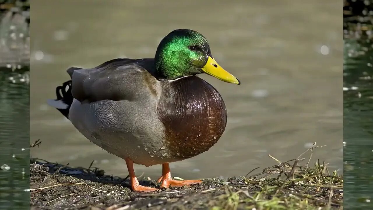 🦆 O Que os Patos Comem na Natureza? Do Que os Patos Se Alimentam em Seu Habitat Natural