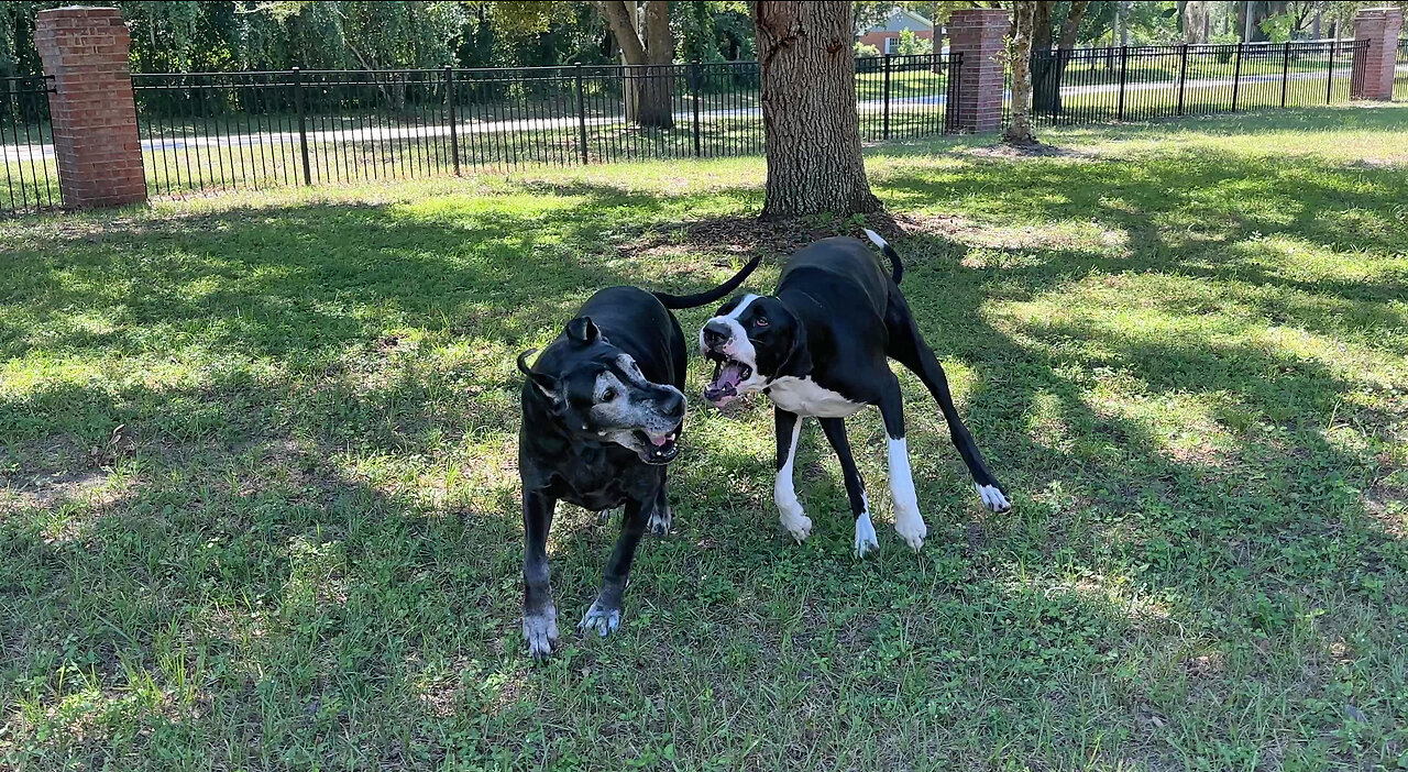 Playful Great Danes Enjoy Frolicking In Cooler Florida Fall Weather