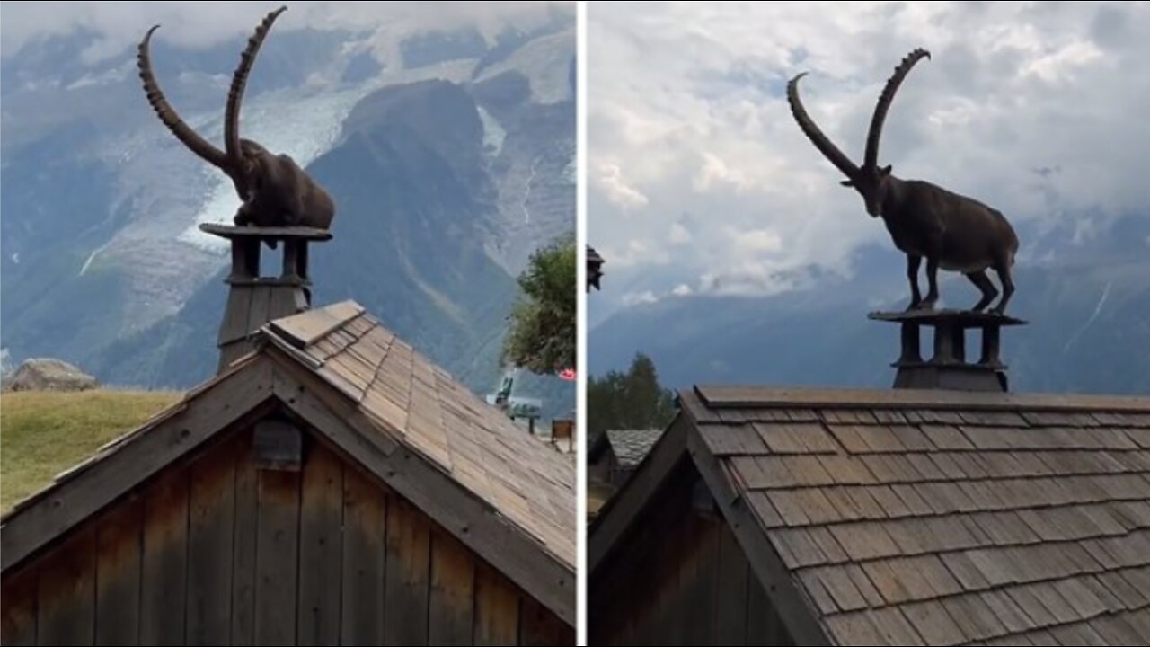 Check out this fascinating footage of an ibex just chilling on the top of a cabin in the mountains