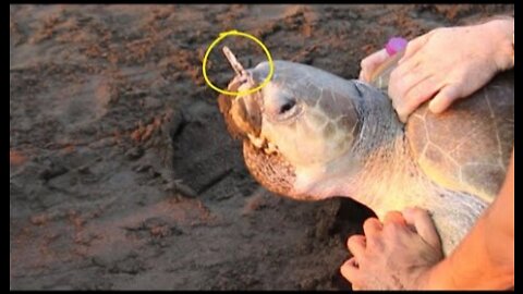 The Sea Turtle with a Straw in its Nostril Sea Turtle Entangled in Ghost Net Rescued