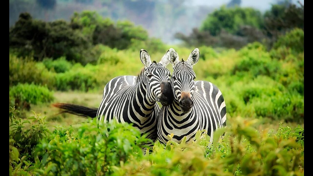 ANIMALS LAND, Zebras🦓🐕🦫🐂🦘🦛🐿☘️🦒🐪🦘🐃