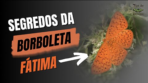 SEGREDOS DA BORBOLETA-FATIMA