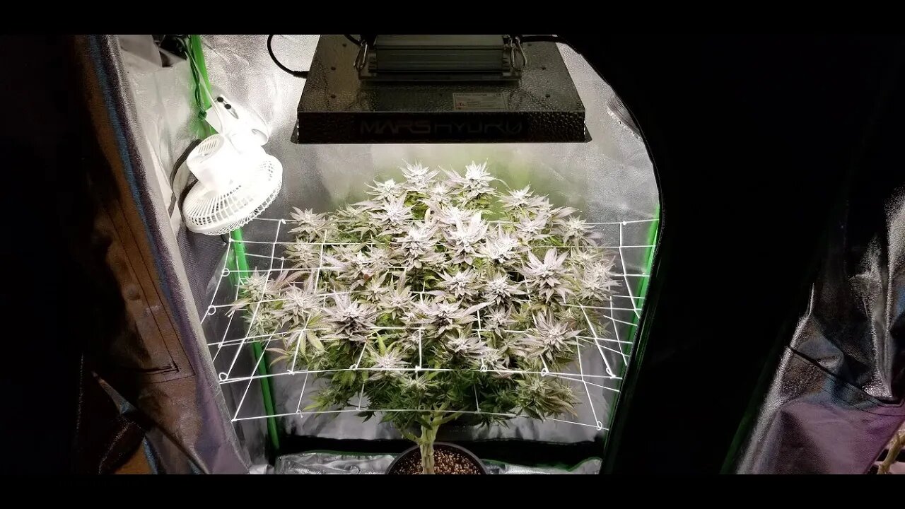 Seven Leaf Genetics "Leroy" Bx75 - BroGro Episode 11 Day 69 and The Leroy's Fine!