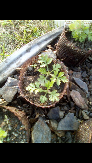 Artemisia annua seedlings tray sprouts for planting