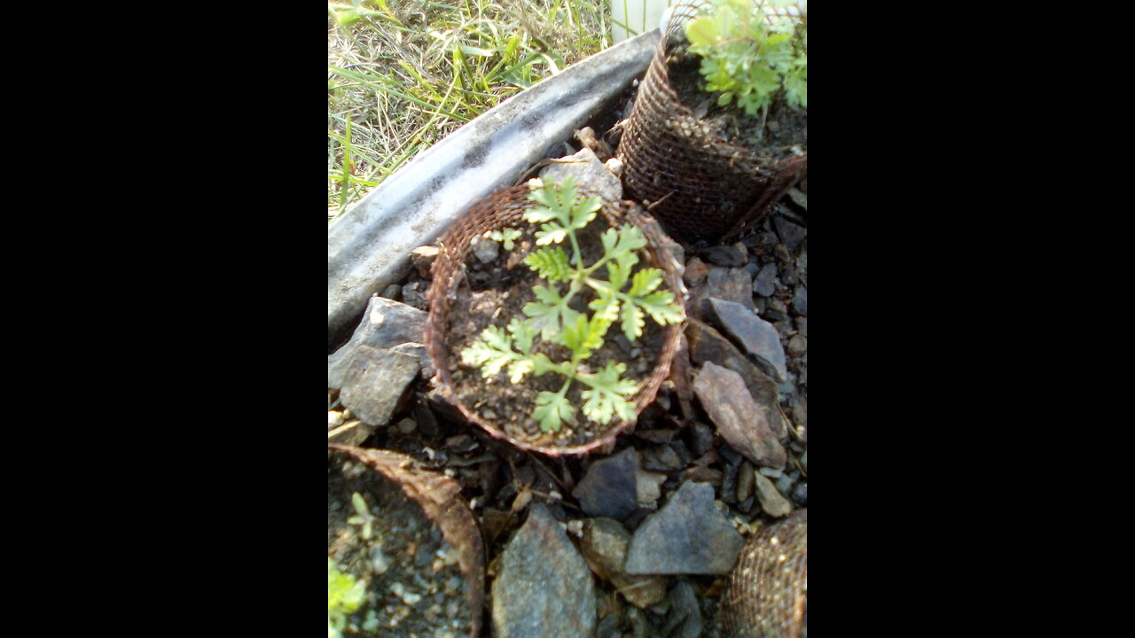 Artemisia annua seedlings tray sprouts for planting