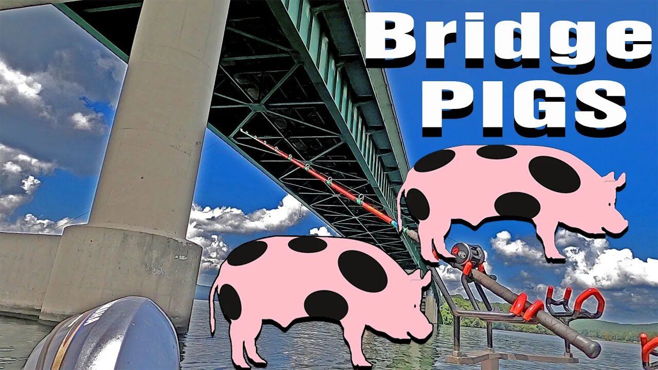 Full Moon Bridge PIGS, The ACTION was Unbelievable.