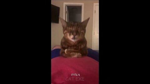 FUNNIEST ANIMALS 2024 PT.3! :)