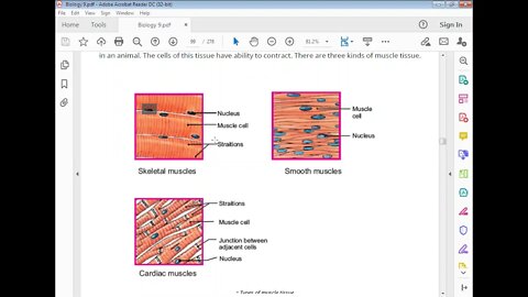Class 9th Bio Muscle Tissues