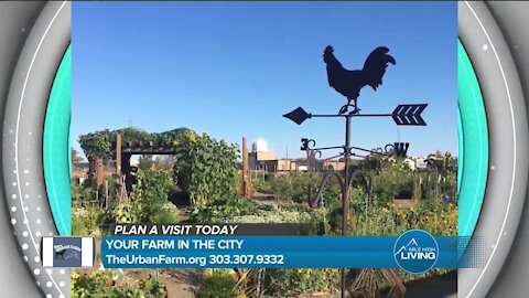 Your Farm In The City // The Urban Farm
