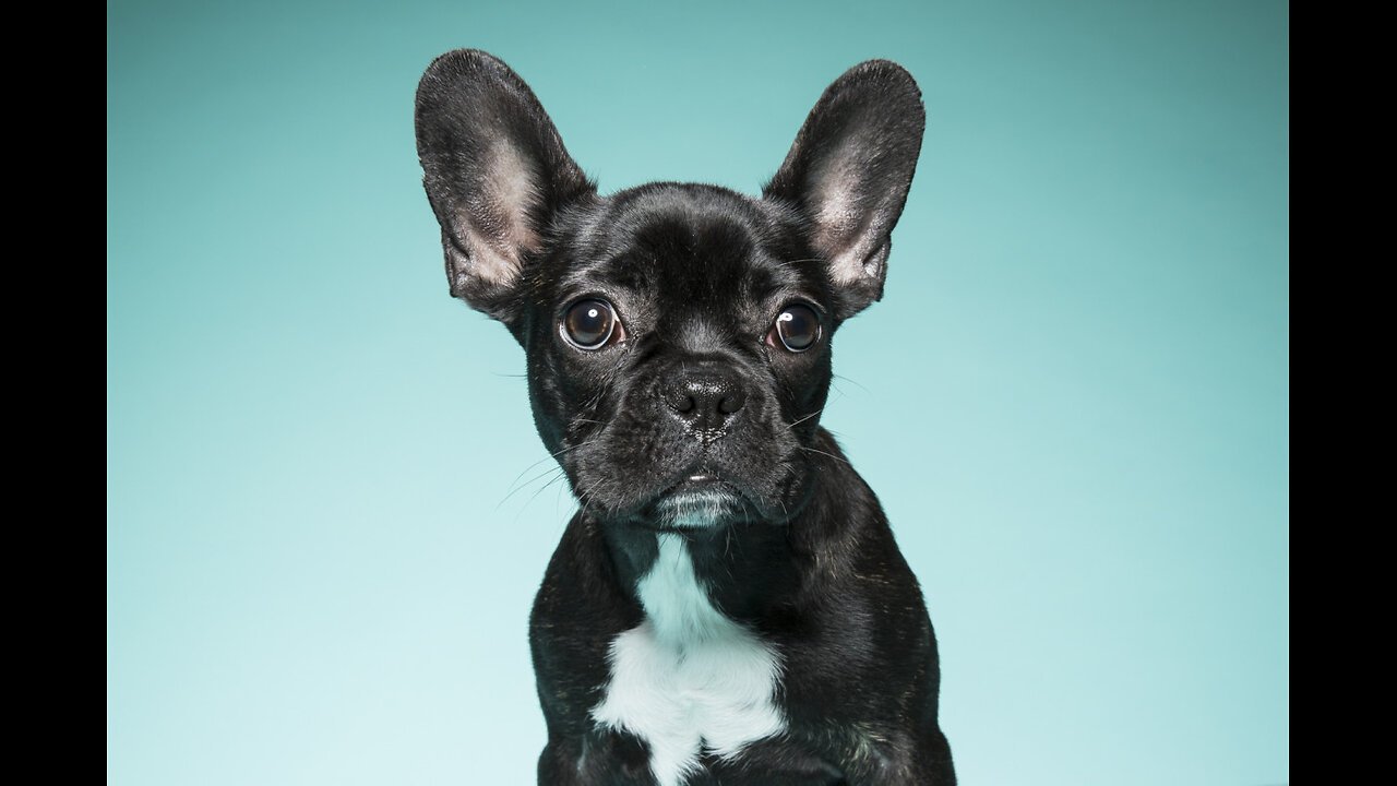 Why French Bulldogs Are Taking Over America !