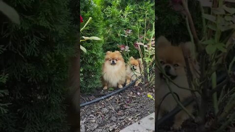 நாய் தோட்டம்