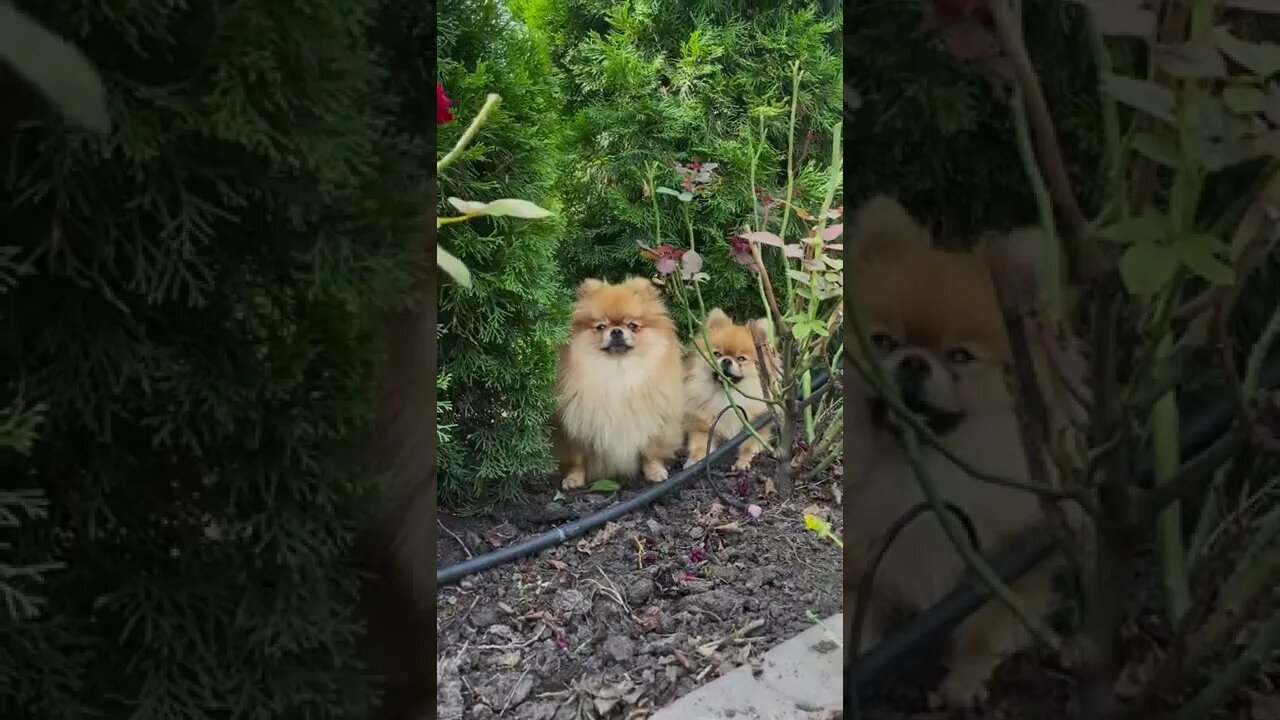 நாய் தோட்டம்