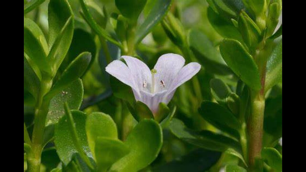 Bacopa, Brahmi (Bacopa monnieri)