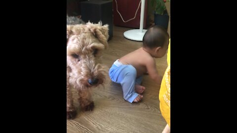 Oscar Watches over the Baby during NFL game