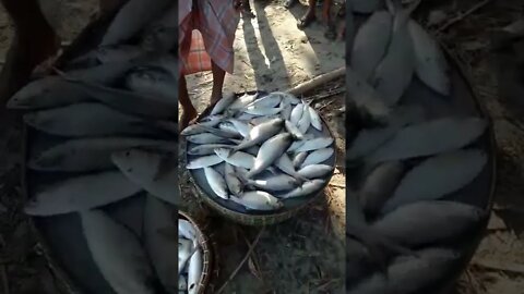 ইলিশের বাজার #Shorts #viral #shortvideo #prismlivestudio #subscribe #status #fishmarket