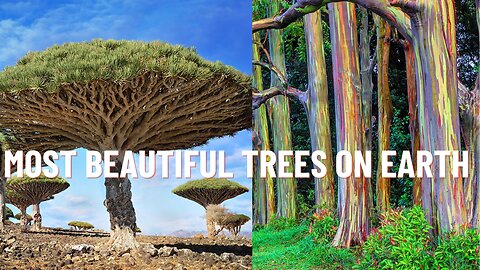 The Most Beautiful Trees on Earth