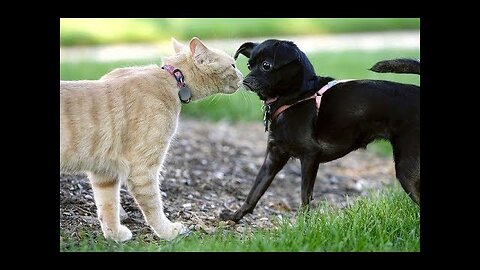 Cute and Funny Animal Video