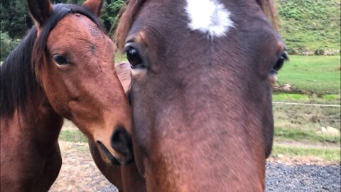 Pats with Ava the brumby. She’s the friendliest she’s ever been