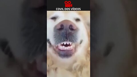 CACHORROS SENDO TROLADOS 😂😂😂