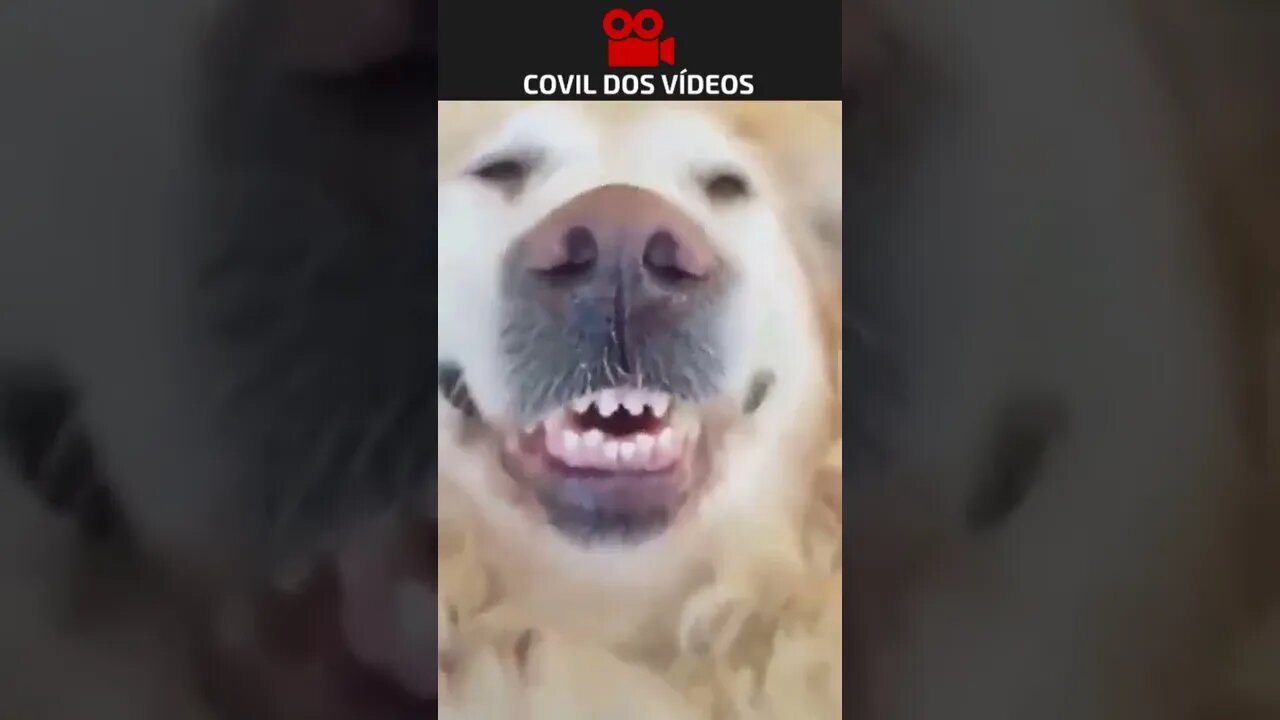 CACHORROS SENDO TROLADOS 😂😂😂