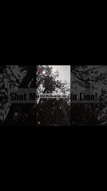 Shot my Mountain Lion! #lion #mountainlion #success #lionhunting #wyoming #shortsvideo #shortsfeed