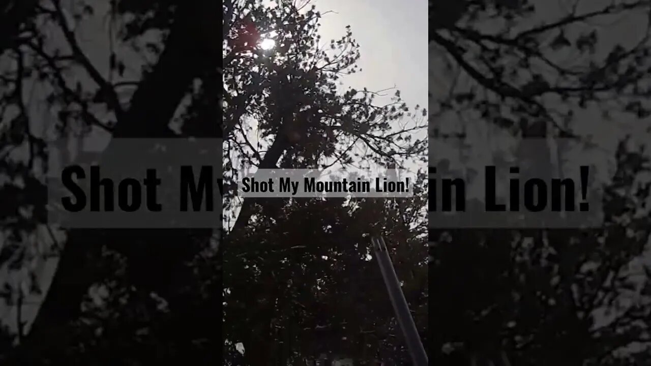 Shot my Mountain Lion! #lion #mountainlion #success #lionhunting #wyoming #shortsvideo #shortsfeed