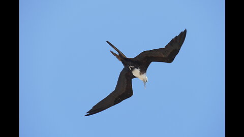 2 Tage Wildvögelbeobachtung in Panama Stadt