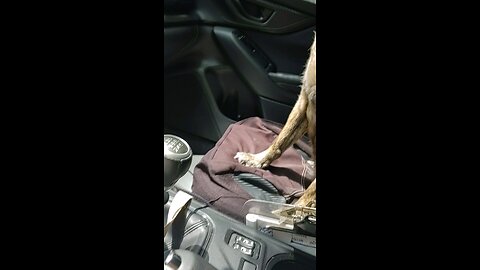 The yawn to the music