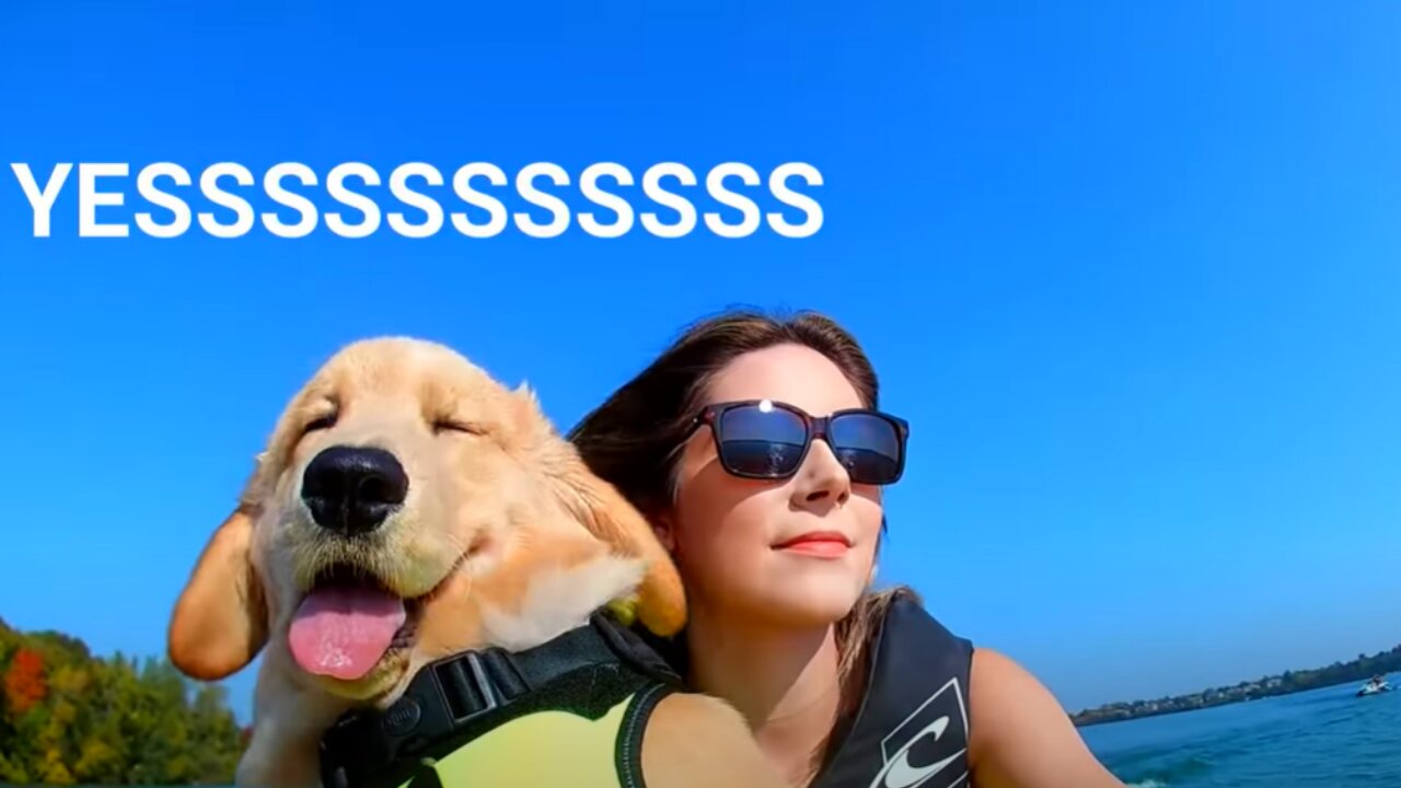 GOLDEN RETRIEVER PUPPY RIDES JET SKI