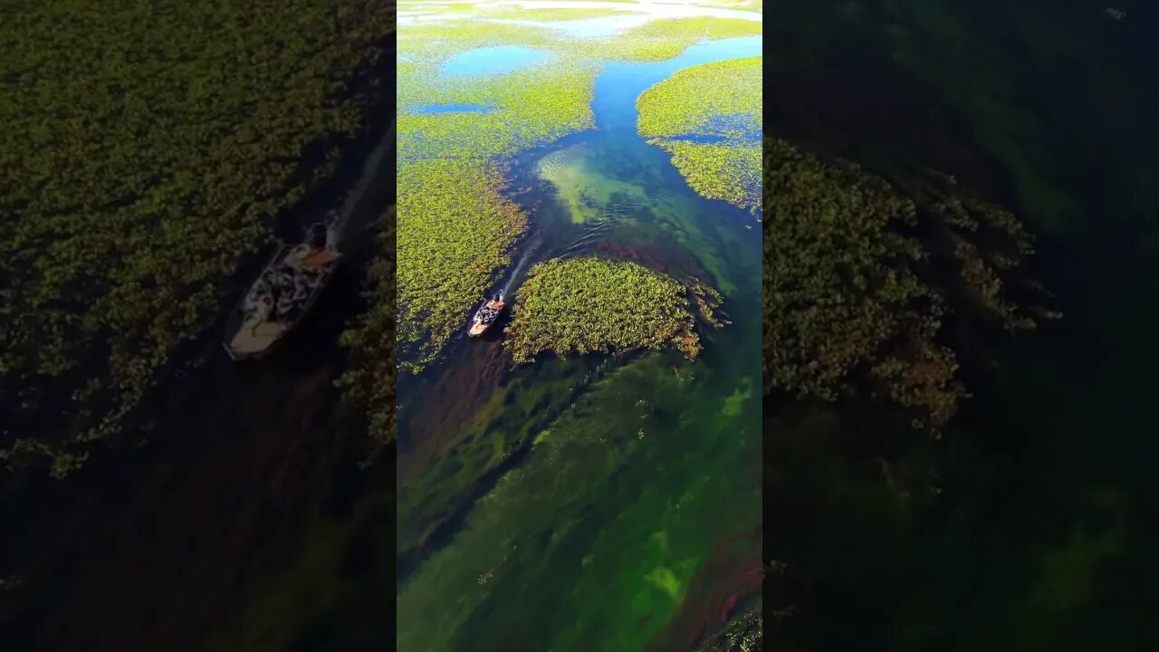 The Paraguay Mirim River in the Pantanal of Mato Grosso do Sul...