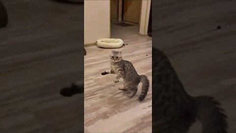 Funniest Cat • Funny Vine